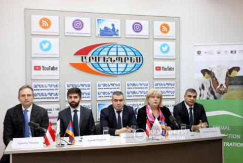 Հանրապետությունում կատարվել է շուրջ 100 հազար խոշոր եղջերավոր կենդանիների համարակալում
