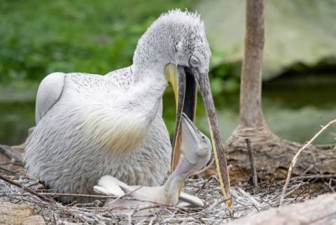BTA. New Generation of Dalmatian Pelicans Raised in Srebarna Reserve