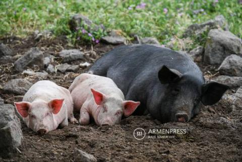 Se registraron brotes de peste porcina africana en Artsaj
