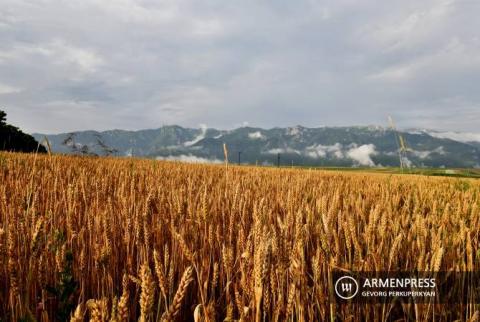 تمديد الحظر المفروض على تصدير الحبوب من أرمينيا إلى الدول غير الأعضاء في الاتحاد الاقتصادي الأوراسي لمدة 6 أشهر 