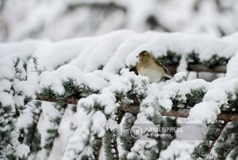 Se espera nieve en todo el territorio de Armenia el 27 de enero