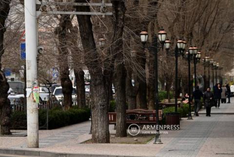 Yerevan'da yeni ağaçlar dikilecek