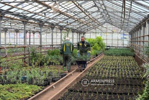 Yerevan diğer ülkelere de kaliteli ağaç tedarik etmeyi planlıyor