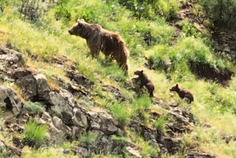 Субпопуляция бурых медведей в Армении небольшая и нуждается в охране: Фонд охраны дикой природы