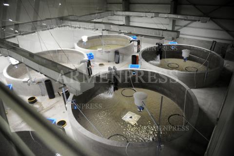 Sevan Trout company's fishery complex in Karchaghbyur 
community