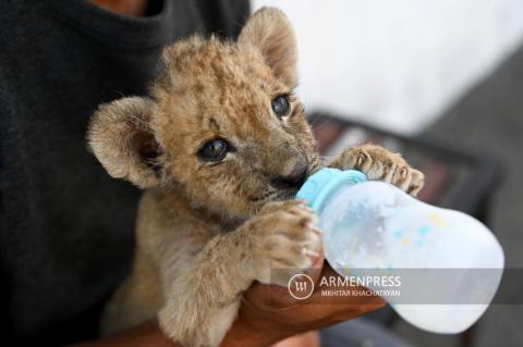 119 species of animals live in Yerevan Zoo 