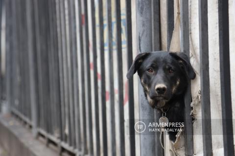 Stray dogs in Yerevan