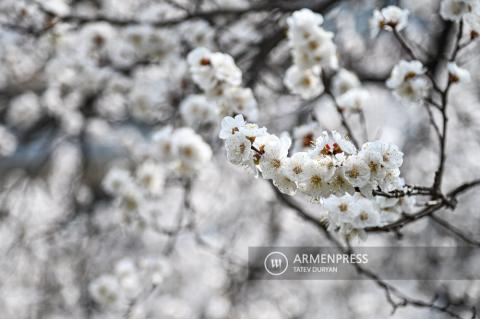 Apricot blooms in Yerevan