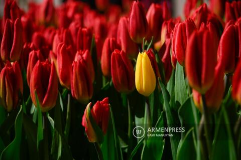 Tulip market