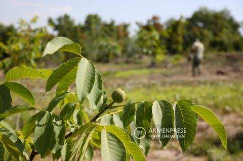 Yerevan landscaping and environmental protection specialists visit Tsitsernakaberd hill