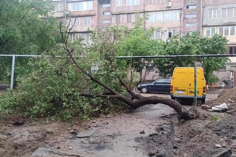 Cayeron más de 100 árboles en los últimos seis meses en Ereván