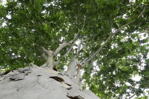 Երևանում քարտեզագրվել է ավելի քան 50 հազար ծառ, ստեղծվել տեղեկատվական շտեմարան