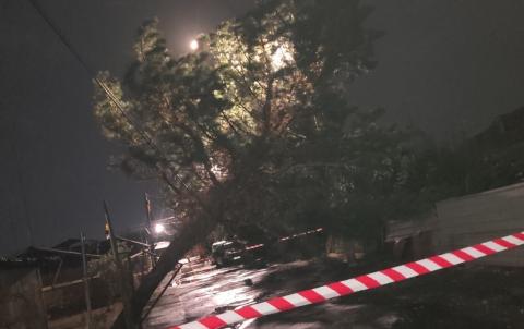 Երևանում ուժեղ քամին կոտրել է ծառեր ու պոկել տանիքներ