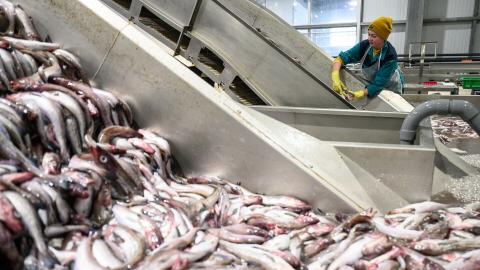 Եվրամիությունը տարեսկզբից առավելագույն չափով ավելացրել է ձկնամթերքի գնումները Ռուսաստանից