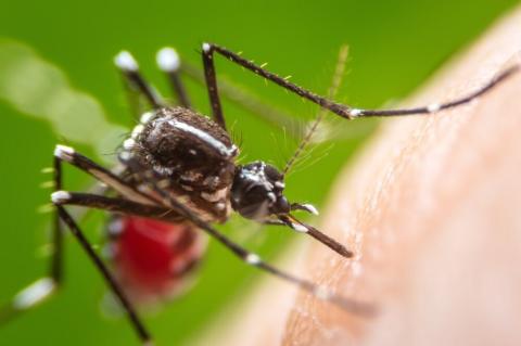 Первый случай смерти от лихорадки денге зарегистрирован в Иране