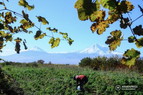 Aumento del 4% en el sector agrícola de Armenia durante el primer semestre de este año