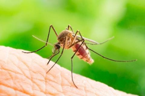 Armenia records 58 cases of West Nile fever