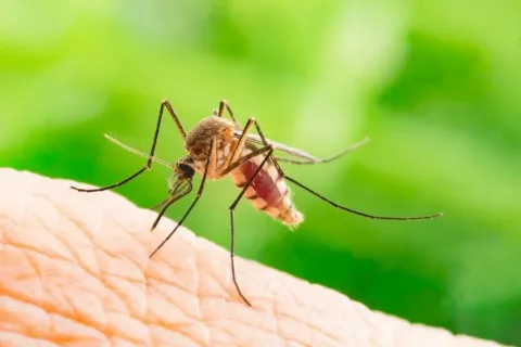 108 confirmed West Nile fever cases, 2 deaths in Armenia