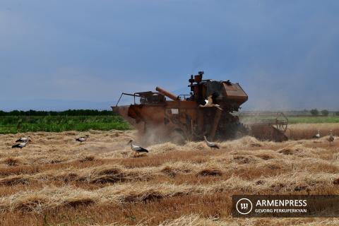 Papoyan: “La producción de trigo en Armenia no es económicamente rentable, por lo que debería desarrollarse la horticultura intensiva”