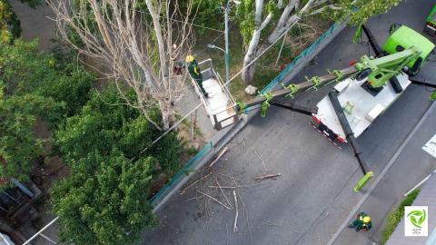 Se cortan árboles secos de emergencia en Ereván