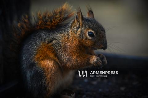 Squirrels at Yerevan parks