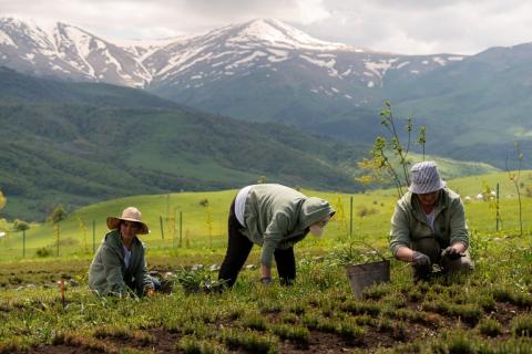 My Forest Armenia նախաձեռնության շնորհիվ Սևանա լճի մերձակայքում 50 հազար ծառ կտնկվի