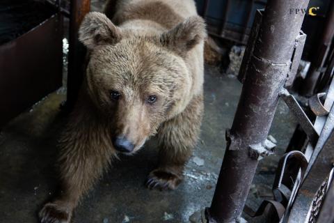 FPWC rescues endangered brown bear from appalling cage