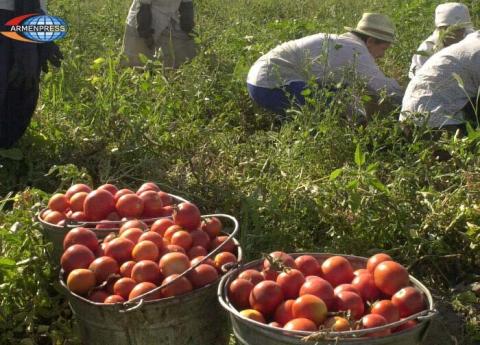 Կառավարությունը կաջակցի տոմատի մածուկի արտադրման նպատակով 2000 տոննայից ավել լոլիկ մթերող տնտեսվարողներին