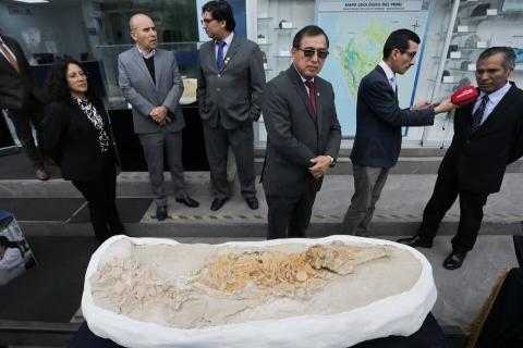 Պերուի անապատում հետազոտողները հայտնաբերել են 10 մլն տարեկան դելֆինանման արարածի կմախքը