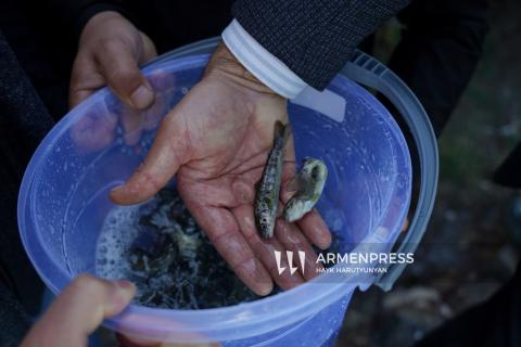 Սևանա լիճ բաց թողնվեց Սևանի իշխանի «Գեղարքունի» ենթատեսակի 324.հազար 843 մանրաձուկ