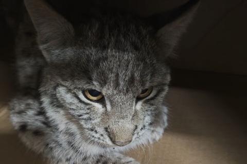 Найденный 9 ноября в Ширакской области Армении рысенок погиб