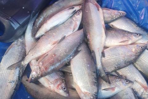 Նոյեմբերի 20-ից փետրվարի 1-ը Սևանա լճում խստիվ արգելվում է սիգի արդյունագործական որսը