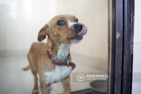 The number of people adopting stray dogs is increasing