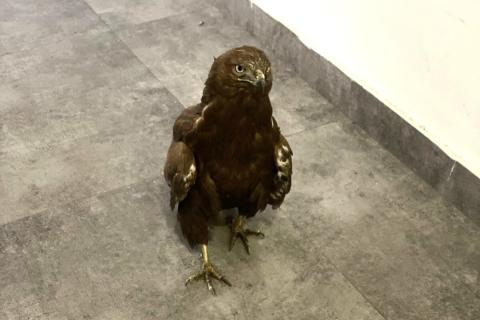 ՀՀ Կարմիր գրքում գրանցված արծիվը տեղափոխվել է Երևանի կենդանաբանական այգի. ԲԸՏՄ