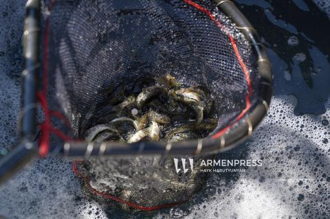 Հայտնաբերվել է ապօրինի որսացած ավելի քան 1 տոննա ձուկ