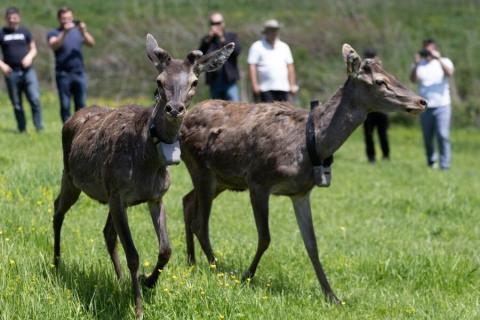 «Դիլիջան» ազգային պարկում բաց թողնված ազնվացեղ եղջերուի անհետացման դեպքով հարուցվել է քրեական վարույթ. ԲԸՏՄ