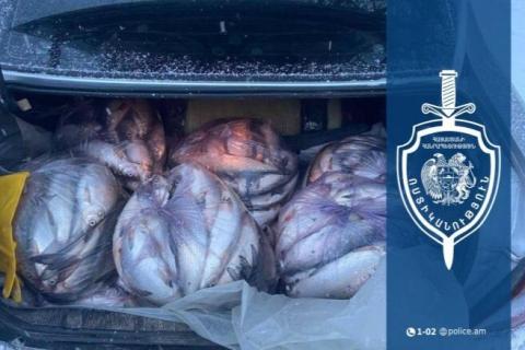 Ջրային պարեկները 29-ամյա վարորդի մեքենայում 197 կգ-ից ավել ձուկ են հայտնաբերել