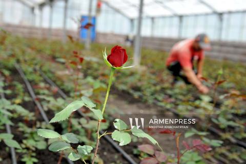 Մխչյանում պետական աջակցության ծրագրով հիմնվել է 3000մ² վարդի ջերմոց