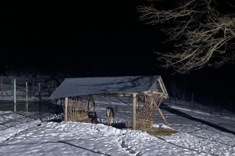 Լոռու մարզում նկատված ազնվացեղ եղջերուն վերադարձվել է «Դիլիջան» ազգային պարկ