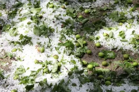 Գեղարքունիքի հողօգտագործողները ստացել են 2024-2025 թթ-ի կարկտահարությունների վնասների դիմաց մասնակի փոխհատուցումները