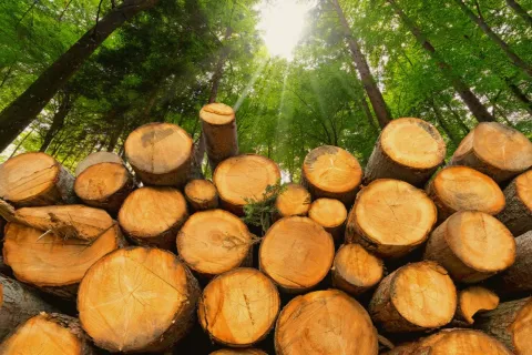 Համայնքային ոստիկանները բացահայտել են ապօրինի ծառահատման դեպք