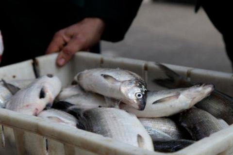 از چه میزان صید ماهی «سیگ» در دریاچهٔ سوان مجاز خواهد بود؛ دولت طرح را تصویب کرد