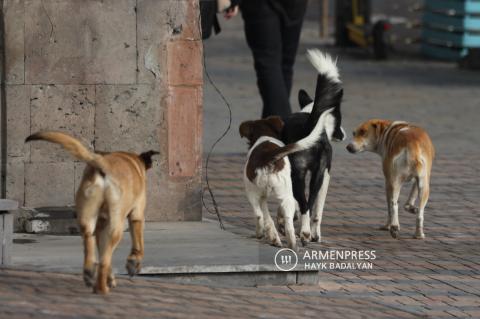 Ոստիկանները բացահայտել են շնամարտ կազմակերպելու դեպքեր