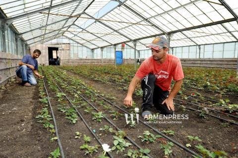 Գեղարքունիքի մարզում շահագործվում են ջերմոցային նոր տնտեսություններ