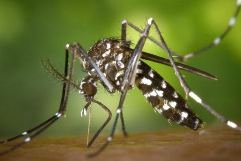 ՀՀ-ում արձանագրվել է «Չիկունգունիա տենդ» հիվանդության դեպք