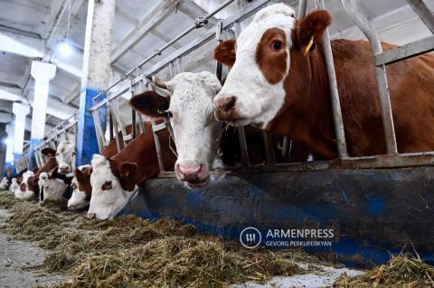 Правительство реализует программу поддержки граждан, занятых в животноводстве
