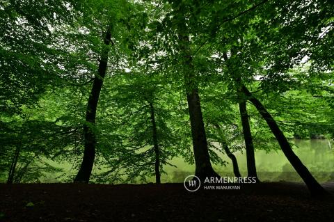 Նուբարաշենի խճուղու հարևանությամբ ստեղծվում է նոր անտառաշերտ