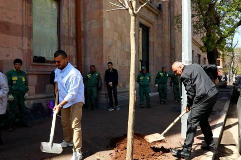 Nuevas especies de árboles en la calle Amiryan