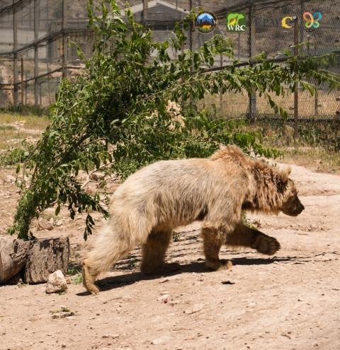 Only one fatal bear attack recorded in Armenia over the past decade, environmental expert says