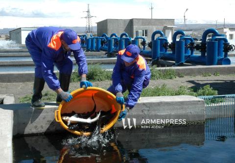 Կառավարությունը սահմանեց ԵՄ երկրներ ձուկ և ձկնամթերք արտահանող տնտեսավարողներին ներկայացվող պահանջները